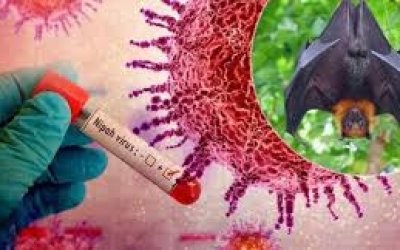TĂNG CƯỜNG GIÁM SÁT PHÒNG, CHỐNG DỊCH BỆNH DO VI RÚT NIPAH